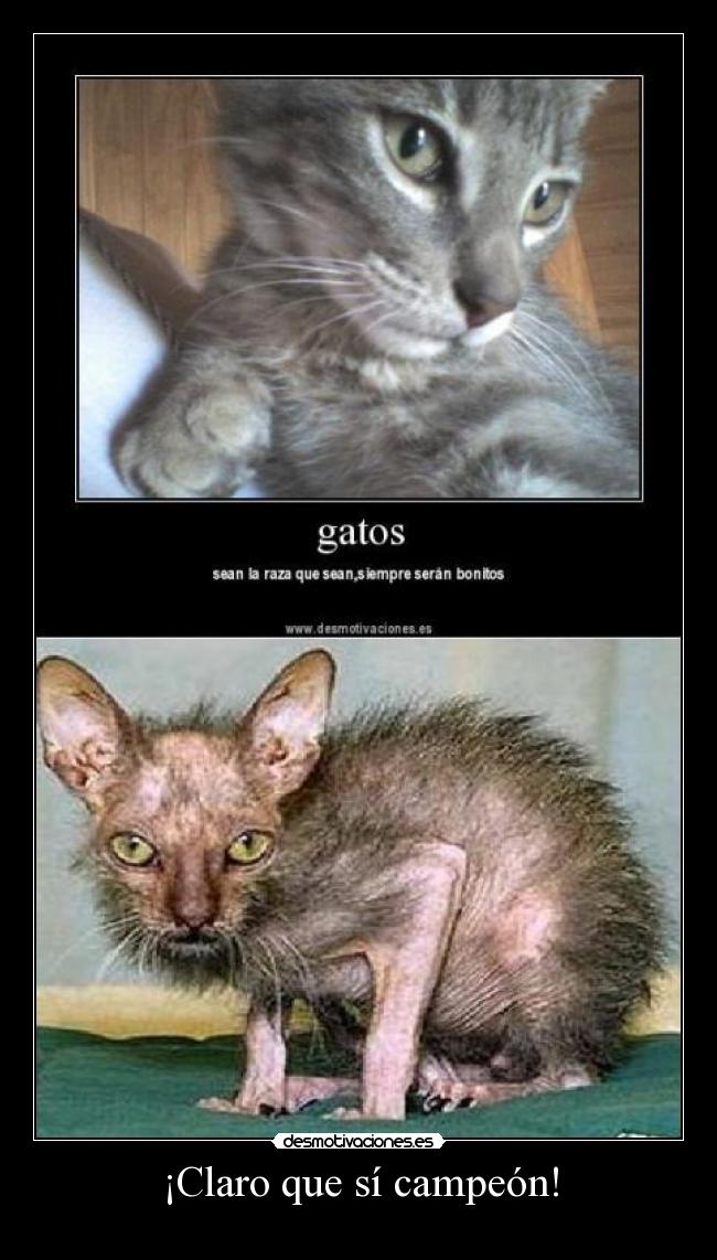¡Claro que sí campeón! -