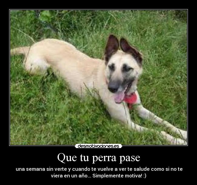 Que tu perra pase -  una semana sin verte y cuando te vuelve a ver te salude como si no te
viera en un año... Simplemente motiva! :)