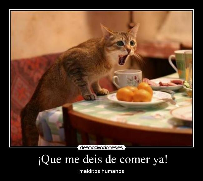 ¡Que me deis de comer ya! - 