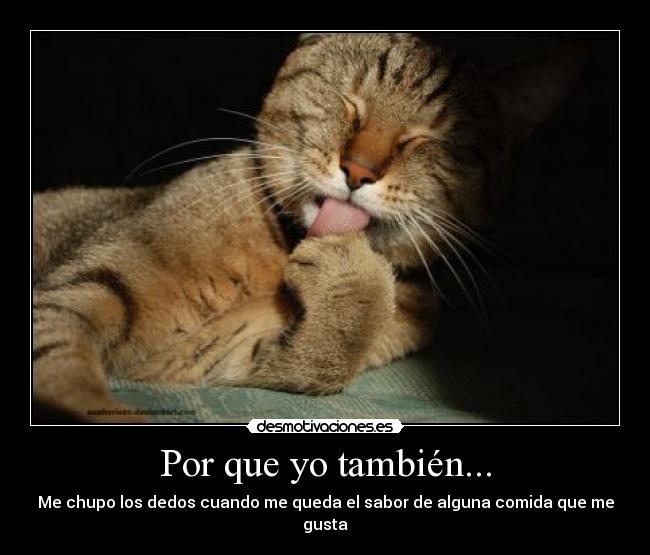 carteles gatossabor desmotivaciones