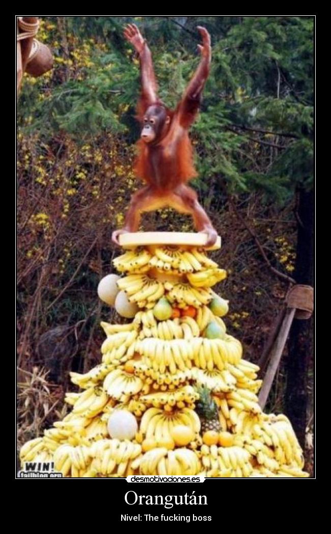 Orangután - Nivel: The fucking boss