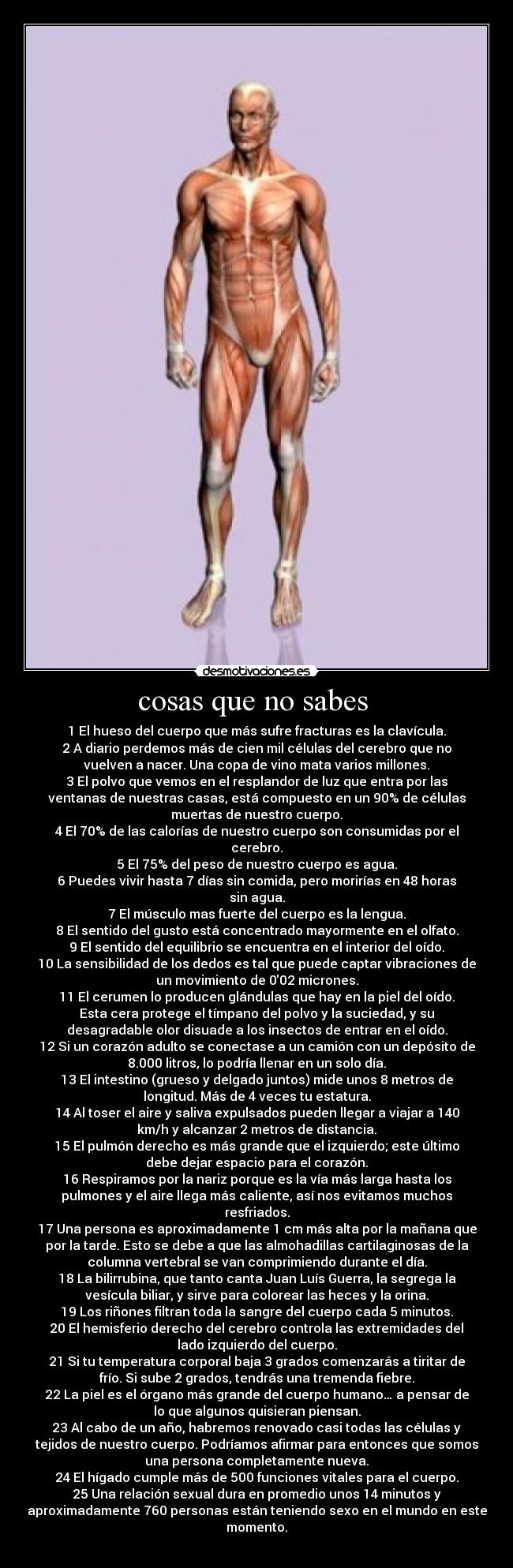 cosas que no sabes  - 1 El hueso del cuerpo que más sufre fracturas es la clavícula.
2 A diario perdemos más de cien mil células del cerebro que no
vuelven a nacer. Una copa de vino mata varios millones.
3 El polvo que vemos en el resplandor de luz que entra por las
ventanas de nuestras casas, está compuesto en un 90% de células
muertas de nuestro cuerpo.
4 El 70% de las calorías de nuestro cuerpo son consumidas por el
cerebro.
5 El 75% del peso de nuestro cuerpo es agua.
6 Puedes vivir hasta 7 días sin comida, pero morirías en 48 horas
sin agua.
7 El músculo mas fuerte del cuerpo es la lengua.
8 El sentido del gusto está concentrado mayormente en el olfato.
9 El sentido del equilibrio se encuentra en el interior del oído.
10 La sensibilidad de los dedos es tal que puede captar vibraciones de
un movimiento de 0′02 micrones.
11 El cerumen lo producen glándulas que hay en la piel del oído.
Esta cera protege el tímpano del polvo y la suciedad, y su
desagradable olor disuade a los insectos de entrar en el oído.
12 Si un corazón adulto se conectase a un camión con un depósito de
8.000 litros, lo podría llenar en un solo día.
13 El intestino (grueso y delgado juntos) mide unos 8 metros de
longitud. Más de 4 veces tu estatura.
14 Al toser el aire y saliva expulsados pueden llegar a viajar a 140
km/h y alcanzar 2 metros de distancia.
15 El pulmón derecho es más grande que el izquierdo; este último
debe dejar espacio para el corazón.
16 Respiramos por la nariz porque es la vía más larga hasta los
pulmones y el aire llega más caliente, así nos evitamos muchos
resfriados.
17 Una persona es aproximadamente 1 cm más alta por la mañana que
por la tarde. Esto se debe a que las almohadillas cartilaginosas de la
columna vertebral se van comprimiendo durante el día.
18 La bilirrubina, que tanto canta Juan Luís Guerra, la segrega la
vesícula biliar, y sirve para colorear las heces y la orina.
19 Los riñones filtran toda la sangre del cuerpo cada 5 minutos.
20 El hemisferio derecho del cerebro controla las extremidades del
lado izquierdo del cuerpo.
21 Si tu temperatura corporal baja 3 grados comenzarás a tiritar de
frío. Si sube 2 grados, tendrás una tremenda fiebre.
22 La piel es el órgano más grande del cuerpo humano… a pensar de
lo que algunos quisieran piensan.
23 Al cabo de un año, habremos renovado casi todas las células y
tejidos de nuestro cuerpo. Podríamos afirmar para entonces que somos
una persona completamente nueva.
24 El hígado cumple más de 500 funciones vitales para el cuerpo.
25 Una relación sexual dura en promedio unos 14 minutos y
aproximadamente 760 personas están teniendo sexo en el mundo en este
momento.
