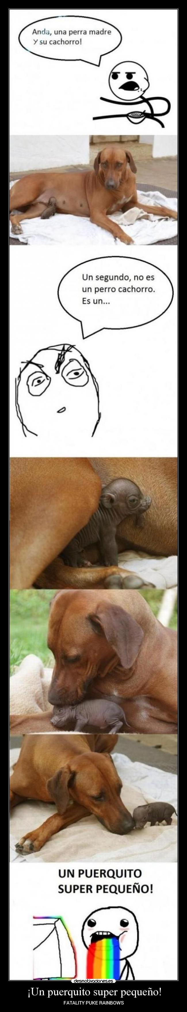 ¡Un puerquito super pequeño! -