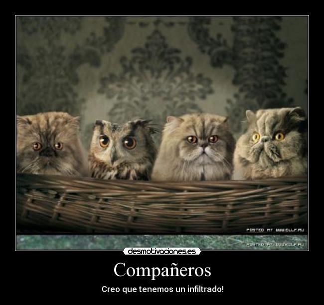 Compañeros - 