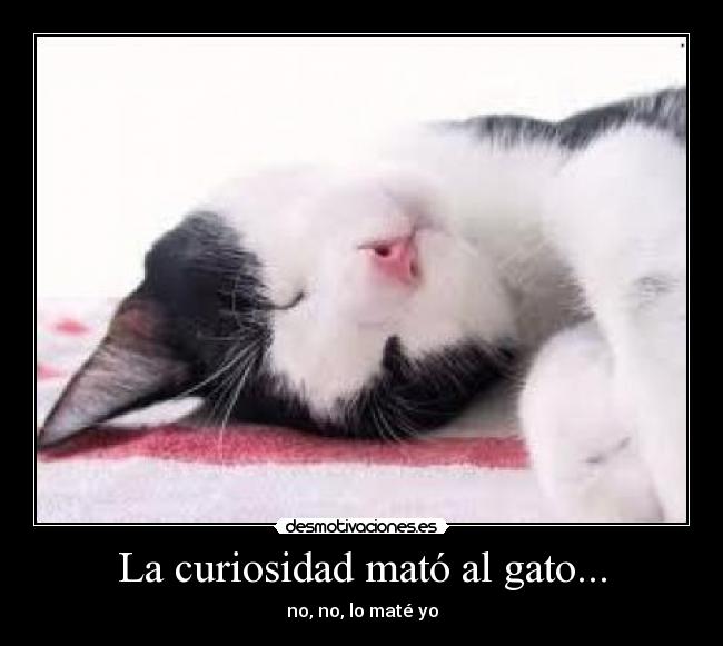 La curiosidad mató al gato... - 