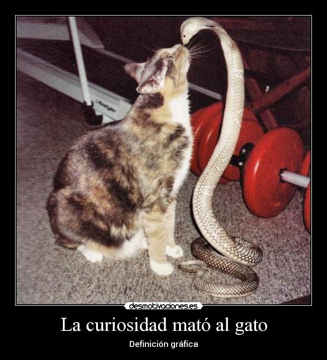La curiosidad mató al gato -