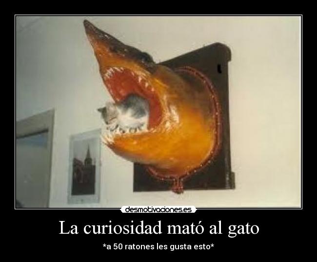 La curiosidad mató al gato - 