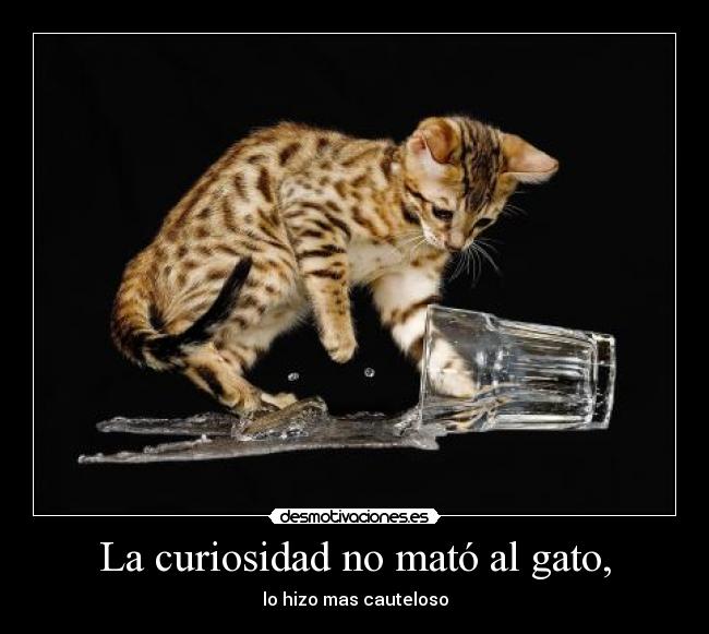 La curiosidad no mató al gato, - 