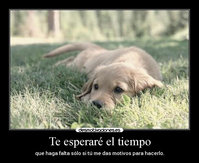 Te esperaré el tiempo - que haga falta sólo si tú me das motivos para hacerlo.