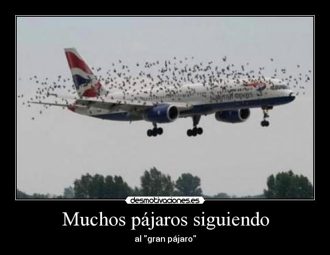 Muchos pájaros siguiendo - al gran pájaro