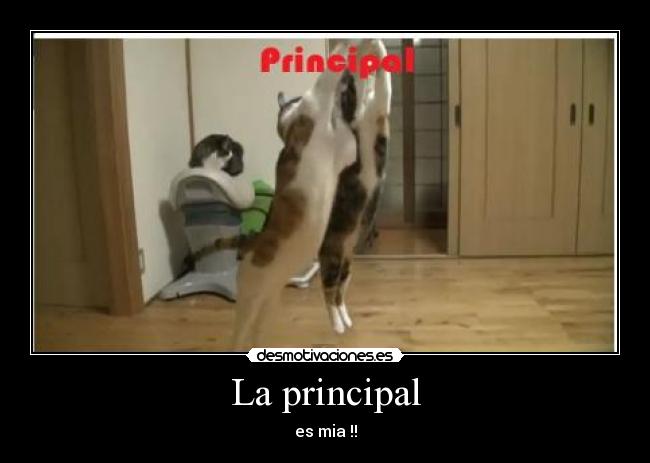 carteles principal walt_k gatos salto lordny desmotivaciones