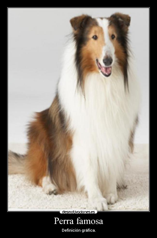 Perra famosa - Definición gráfica.