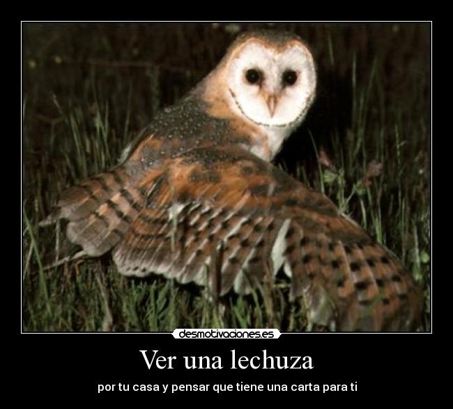 Ver una lechuza -