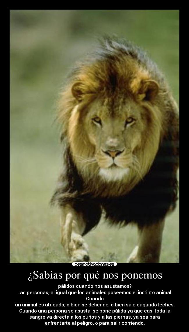 ¿Sabías por qué nos ponemos - pálidos cuando nos asustamos?
Las personas, al igual que los animales poseemos el instinto animal.
Cuando
un animal es atacado, o bien se defiende, o bien sale cagando leches.
Cuando una persona se asusta, se pone pálida ya que casi toda la
sangre va directa a los puños y a las piernas, ya sea para
enfrentarte al peligro, o para salir corriendo.