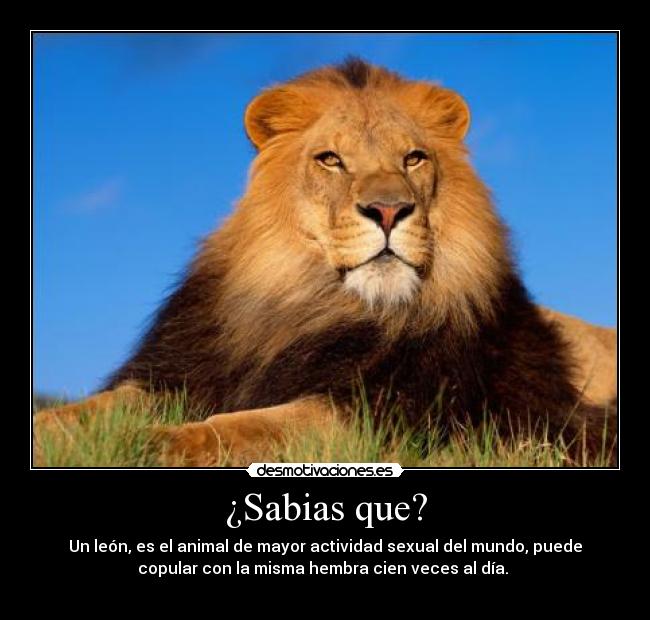 ¿Sabias que? - Un león, es el animal de mayor actividad sexual del mundo, puede
copular con la misma hembra cien veces al día.
