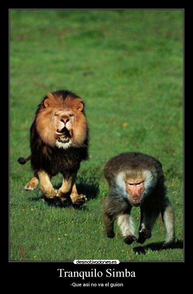 Tranquilo Simba - 