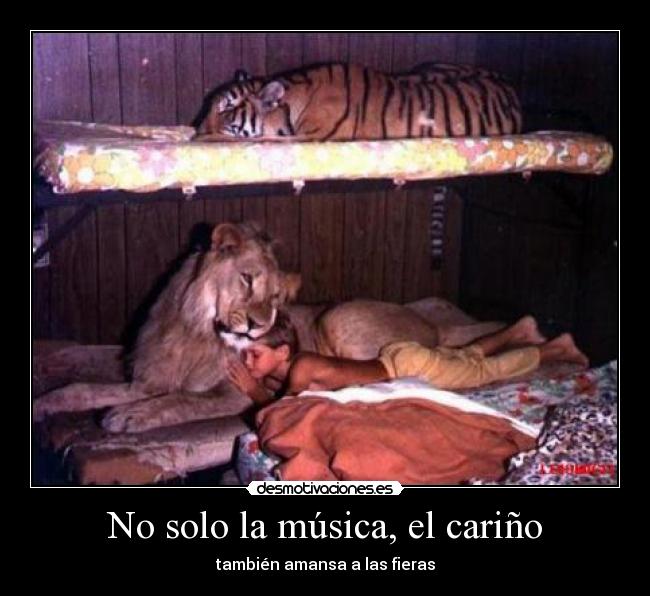No solo la música, el cariño - también amansa a las fieras