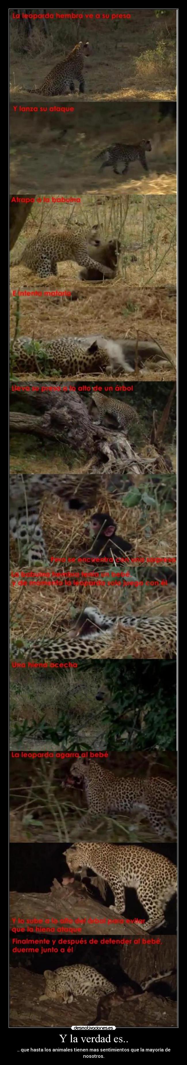 carteles leopardo hembra babuino hembra bebe salva hiena video youtube desmotivaciones