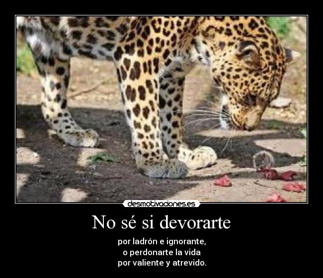 No sé si devorarte - por ladrón e ignorante,
o perdonarte la vida
por valiente y atrevido.