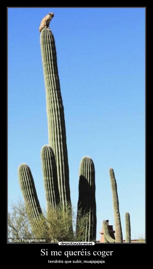 Si me queréis coger - 