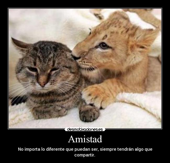 Amistad - 
