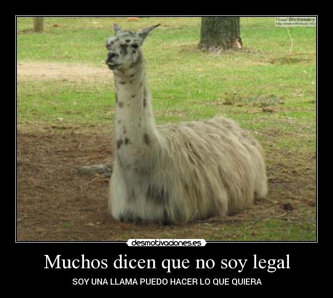 Muchos dicen que no soy legal - SOY UNA LLAMA PUEDO HACER LO QUE QUIERA