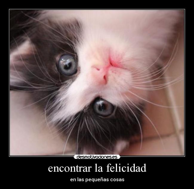 carteles felicidad gatito percioso desmotivaciones