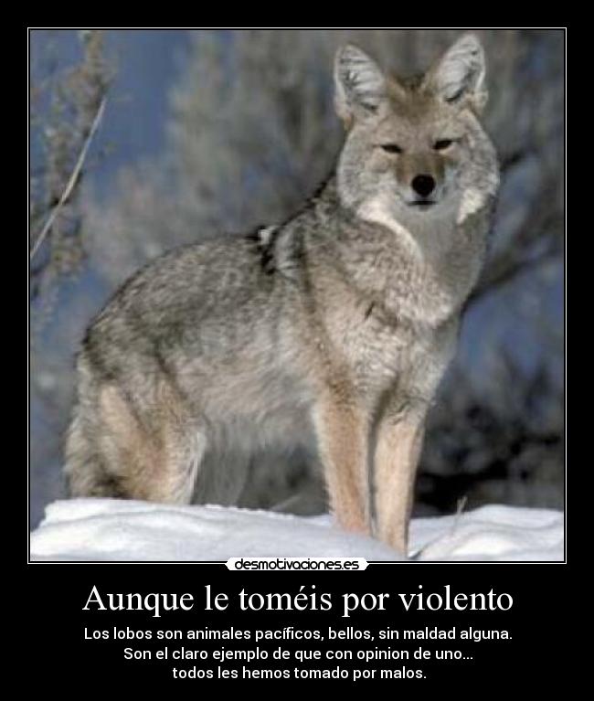 Aunque le toméis por violento - Los lobos son animales pacíficos, bellos, sin maldad alguna.
Son el claro ejemplo de que con opinion de uno...
 todos les hemos tomado por malos.