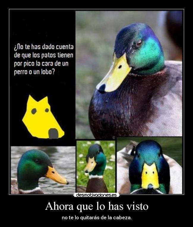carteles pato perro lobo pico pim pam toma lacasitos desmotivaciones