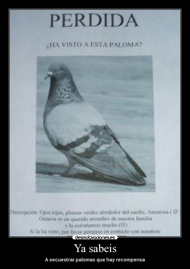 Ya sabeis - A secuestrar palomas que hay recompensa