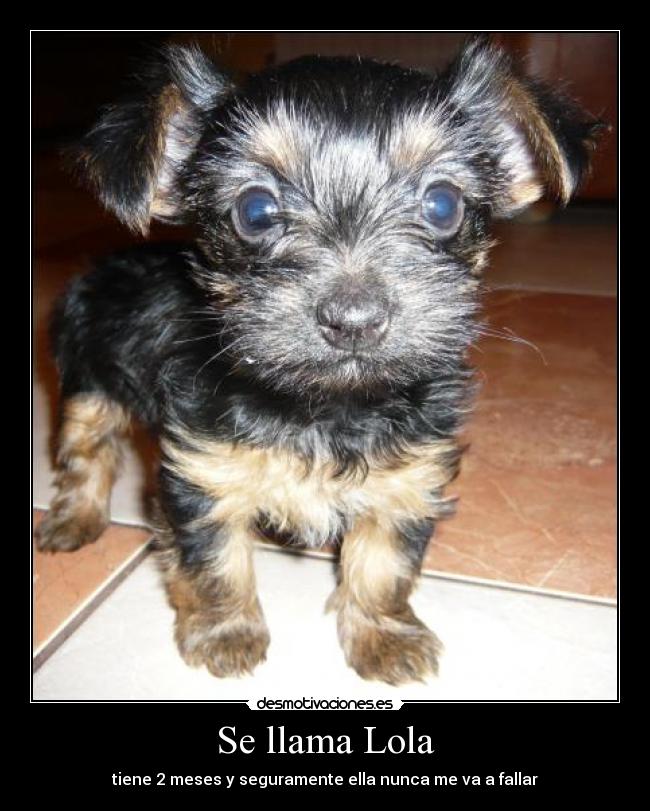 carteles amistadanimales desmotivaciones