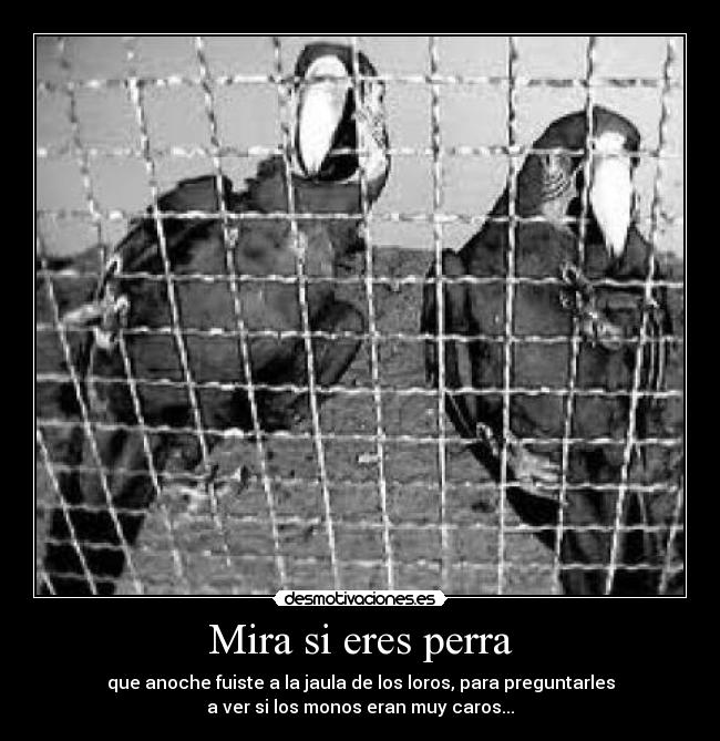Mira si eres perra - que anoche fuiste a la jaula de los loros, para preguntarles
a ver si los monos eran muy caros...