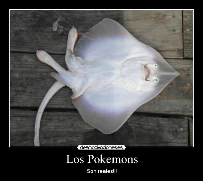 Los Pokemons - Son reales!!!