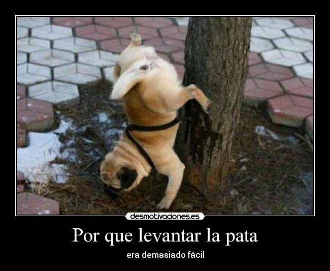 Por que levantar la pata -