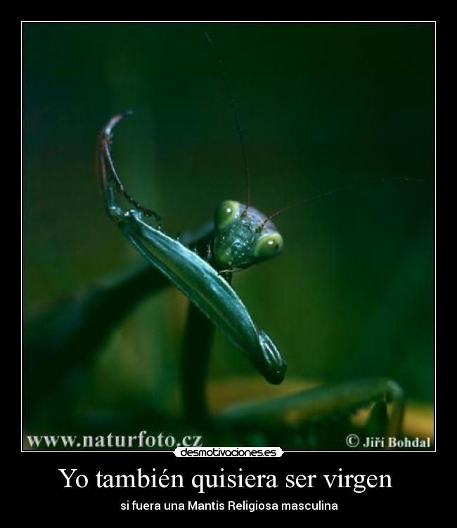 Yo también quisiera ser virgen  - 