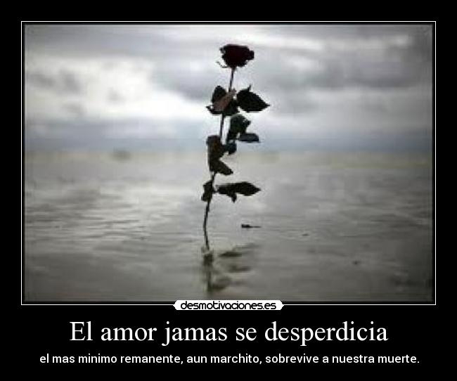 El amor jamas se desperdicia - 
