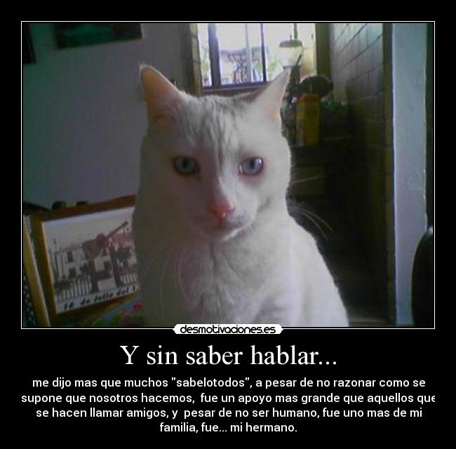 Y sin saber hablar... - me dijo mas que muchos sabelotodos, a pesar de no razonar como se
supone que nosotros hacemos, fue un apoyo mas grande que aquellos que
se hacen llamar amigos, y pesar de no ser humano, fue uno mas de mi
familia, fue... mi hermano.