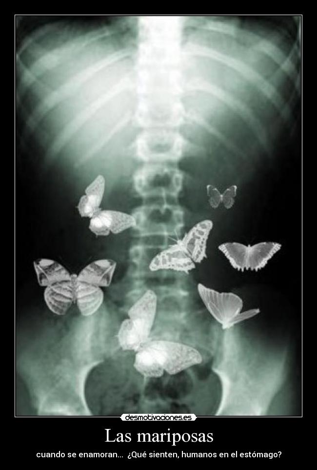 Las mariposas - cuando se enamoran...  ¿Qué sienten, humanos en el estómago?