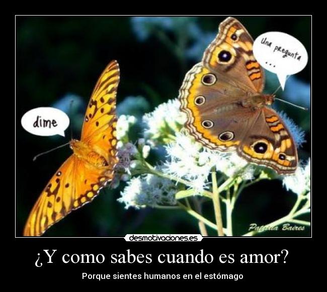 ¿Y como sabes cuando es amor? - Porque sientes humanos en el estómago