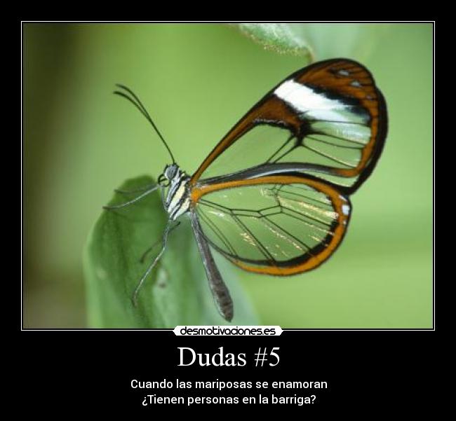 Dudas #5 - Cuando las mariposas se enamoran
¿Tienen personas en la barriga?
