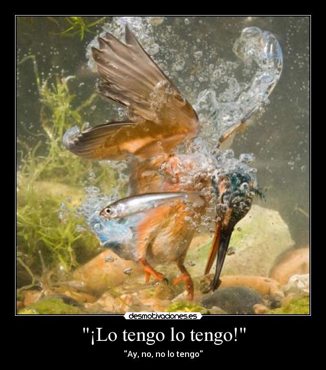 ¡Lo tengo lo tengo! - 