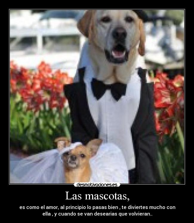 Las mascotas, - es como el amor, al principio lo pasas bien , te diviertes mucho con
ella , y cuando se van desearias que volvieran..