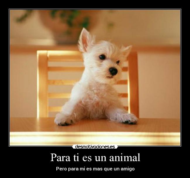 Para ti es un animal - 