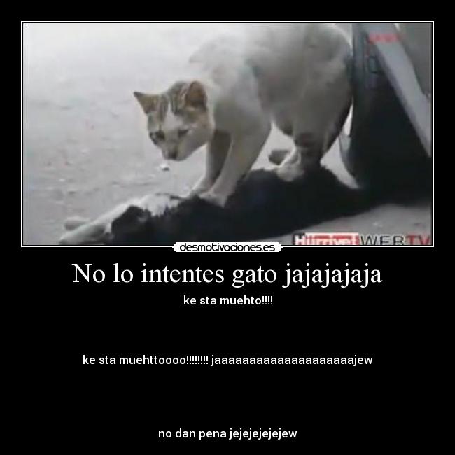 No lo intentes gato jajajajaja - 