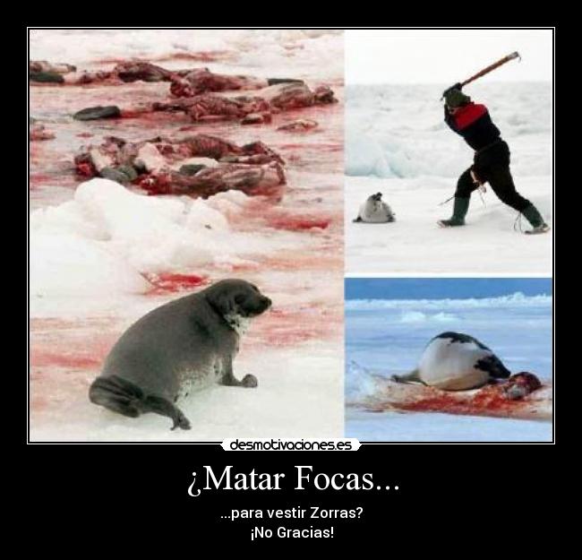 ¿Matar Focas... - 
