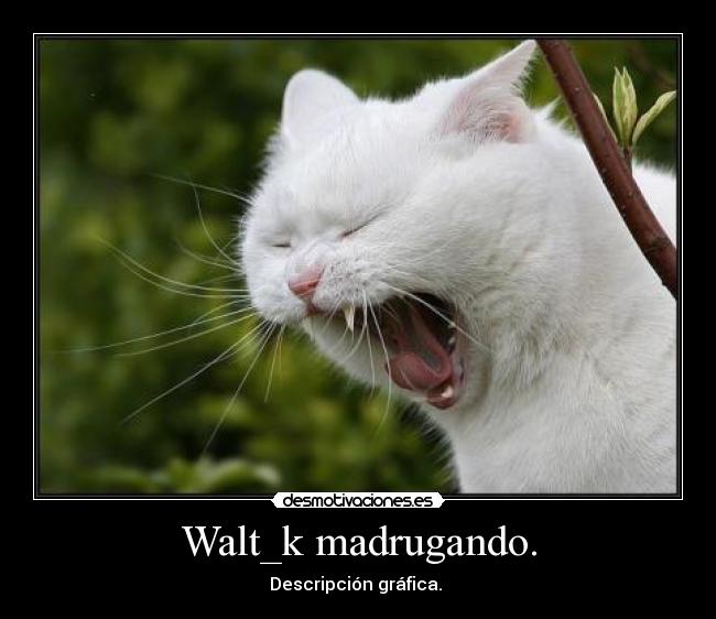Walt_k madrugando. -