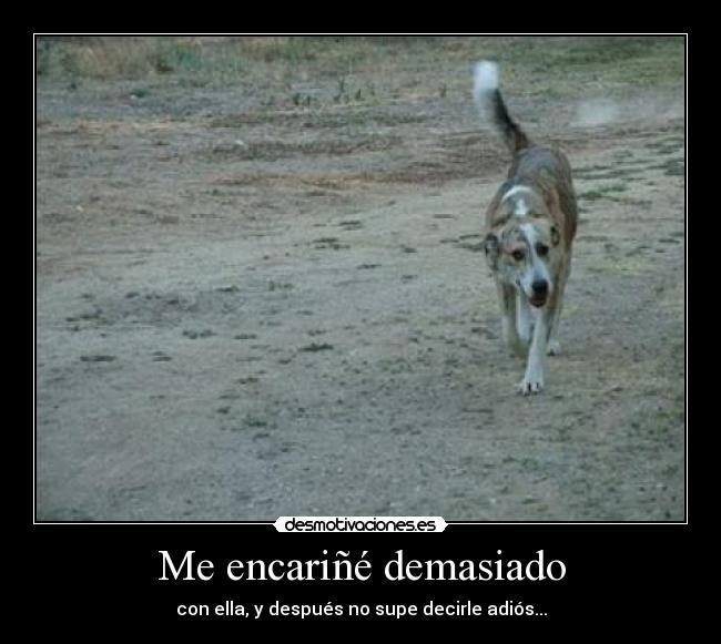 Me encariñé demasiado - 