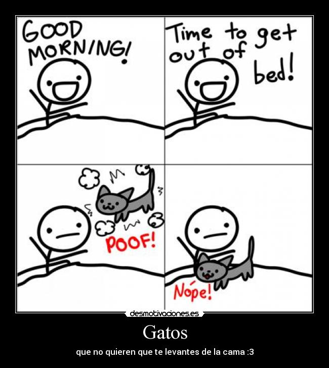 carteles gatos gato melofo desmotivaciones