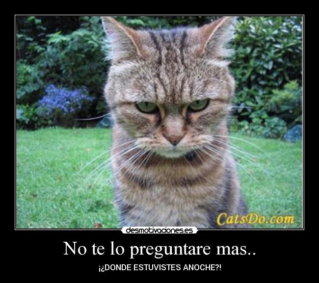 carteles gatosmadres preguntar noche paula-haywire desmotivaciones