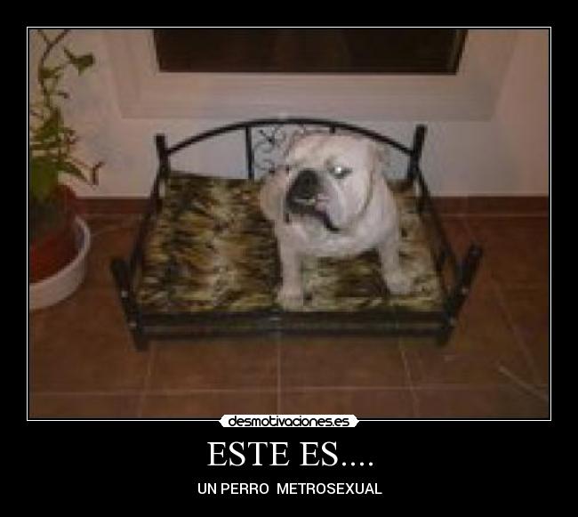 carteles humor desmotivaciones